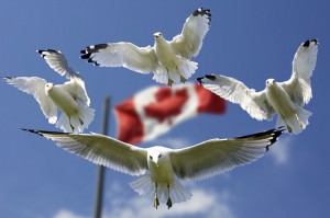 gulls-540791_640