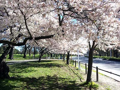 クライストチャーチ留学"の風景